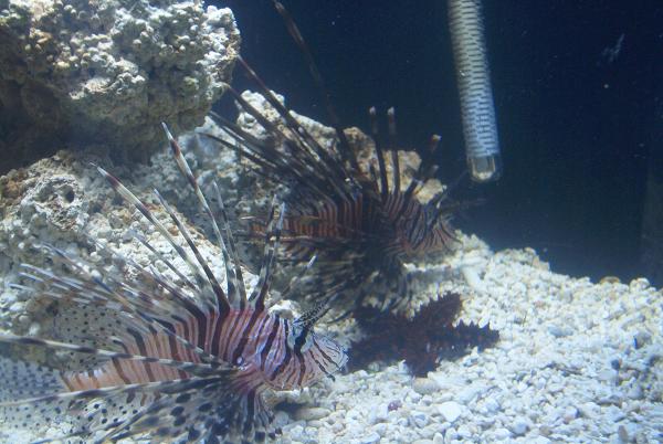 Lionfish and Red Knobby Starfish
